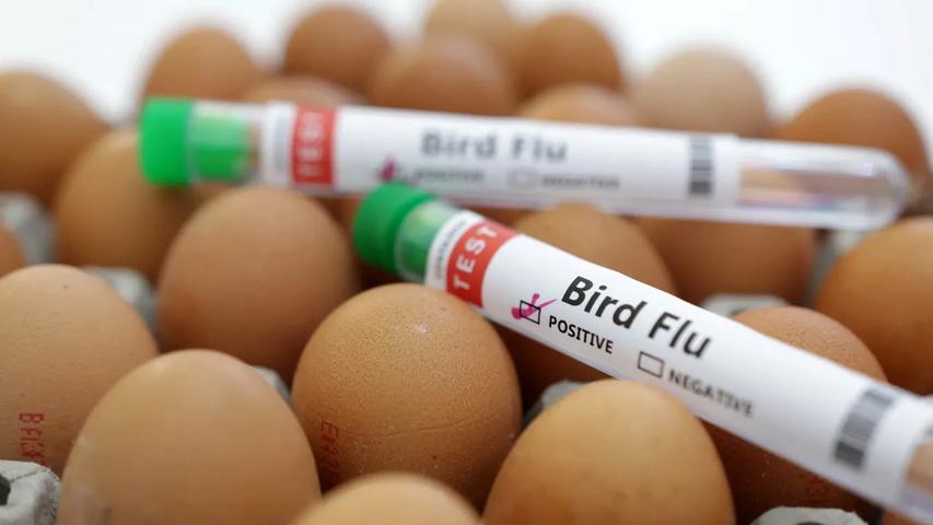 Big Trouble for Chickens: Avian Flu Outbreak and Shortages