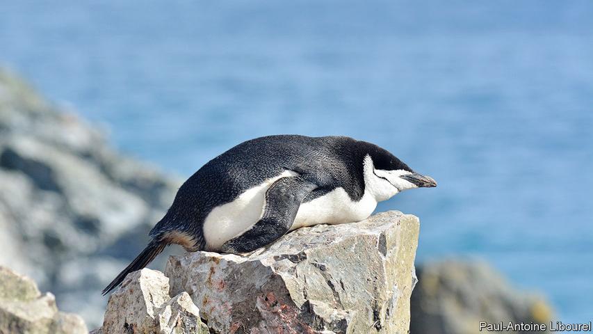 Why do chinstrap penguins take thousands of tiny naps? Exploring the sleep habits of these Antarctic birds