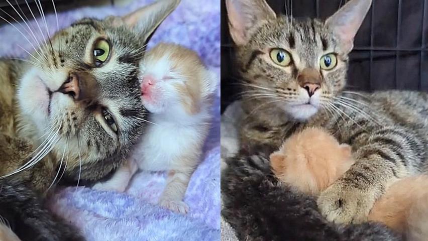 Cat Gets Help from Store Workers and Finds Her Babies