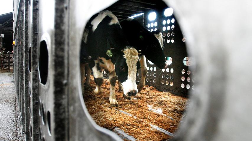 Tracking Bird Flu in Cows