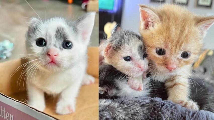 4 Brave Kittens Found at Loading Dock