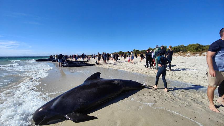 Pilot Whales Strand in Australia: A Mystery