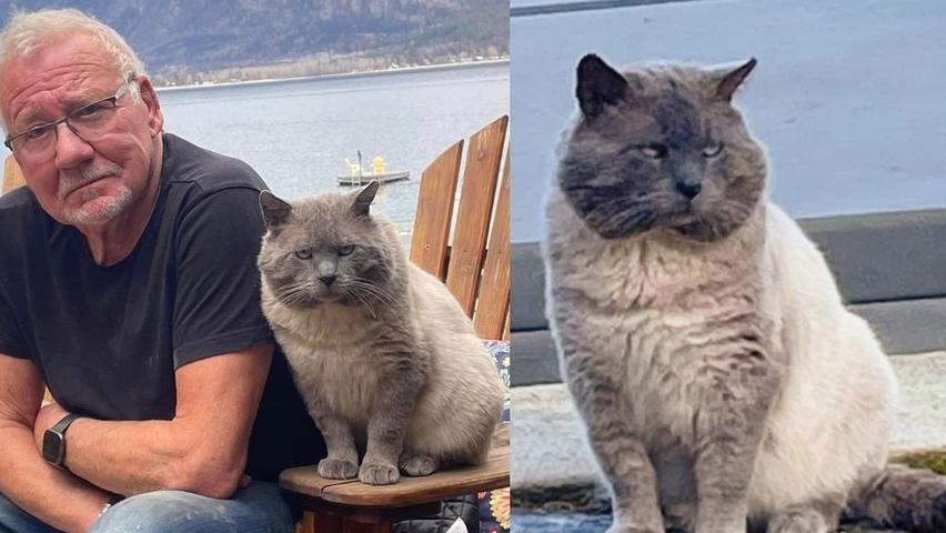 A Man Who Didn't Want a Cat Found a Friend in a Grumpy Looking Cat
