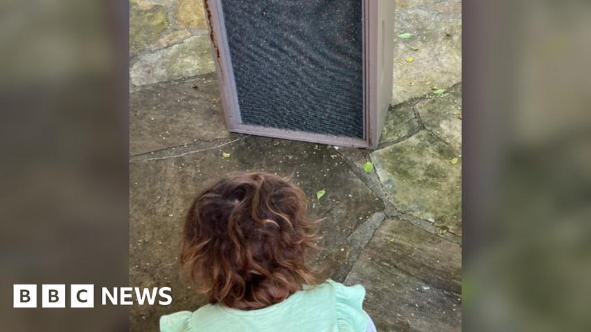 A Little Girl's Scary Secret: Bees in the Wall!