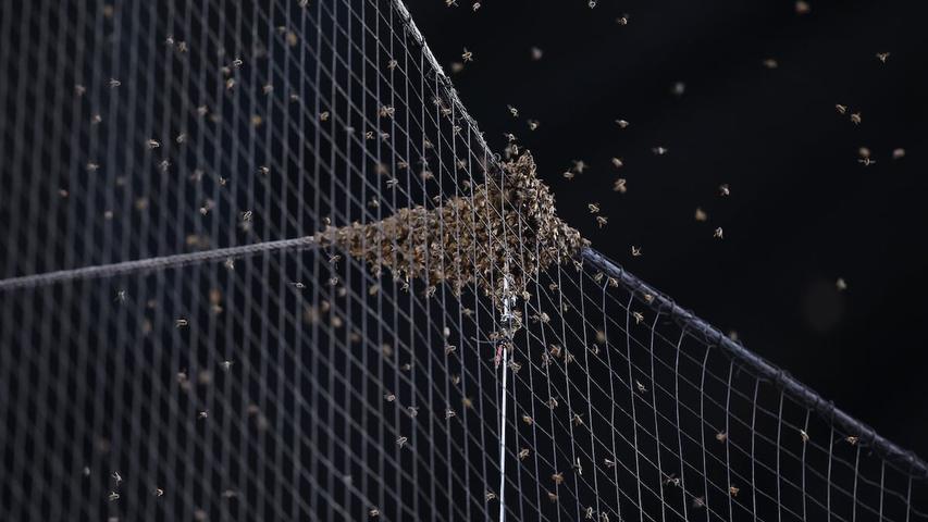 Bees Stop the Baseball Game!