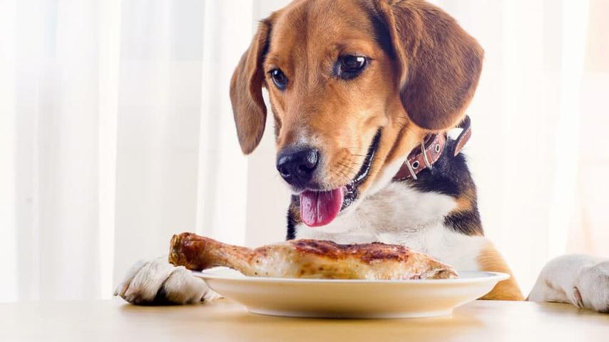Yucky Foods That Make Our Doggies Fat