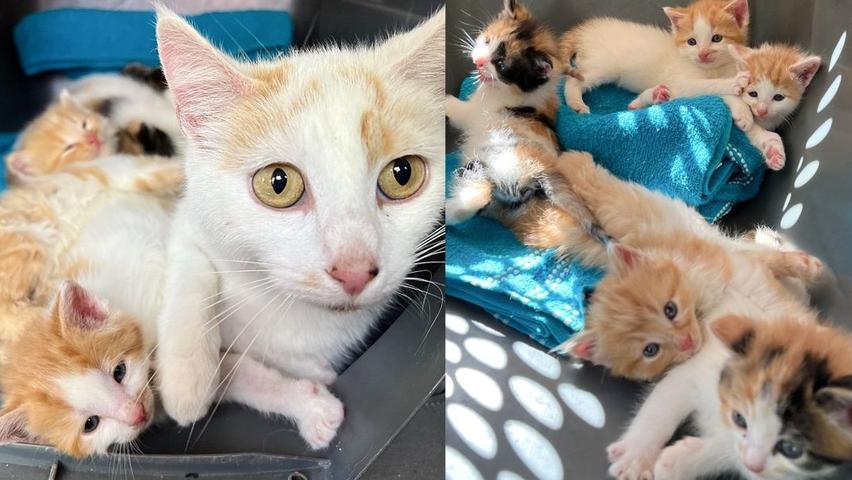 A Friendly Cat Helps Kittens Find a Home