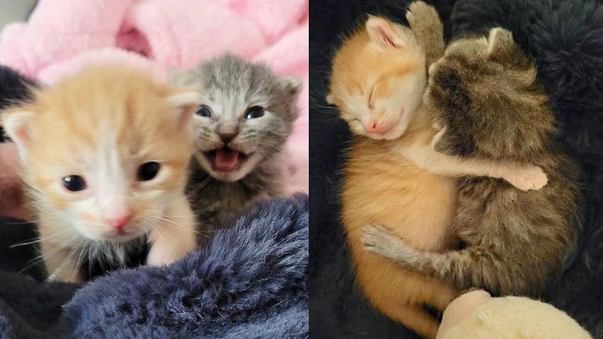 Kitties Who Found Forever