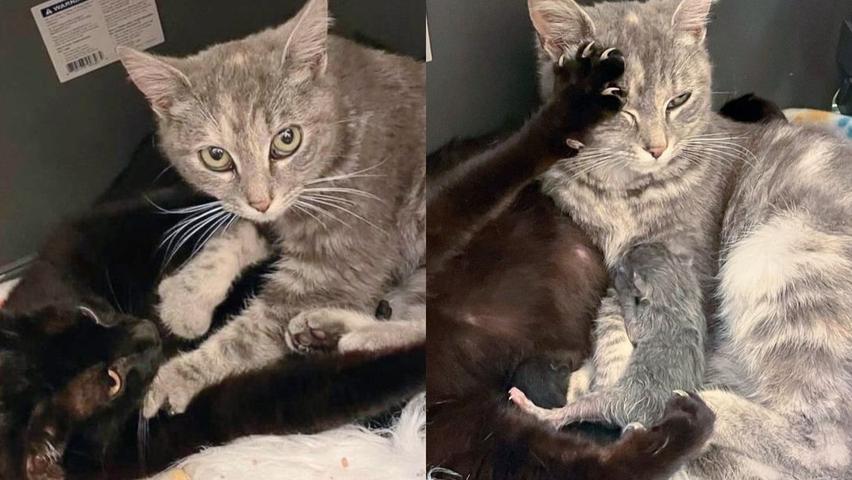 Catty Sisterhood: Helping with Baby Kitties