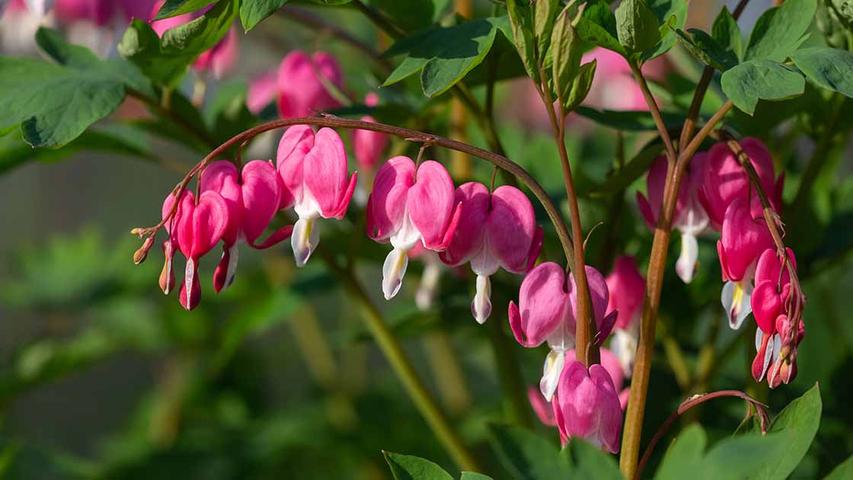 Making More Bleeding Hearts From Cuttings