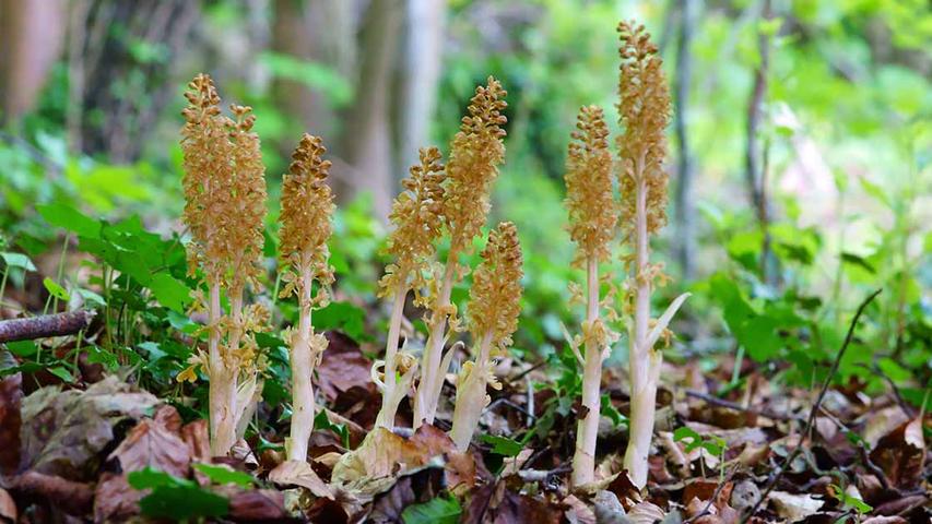 The Weird Bird's-Nest Orchid