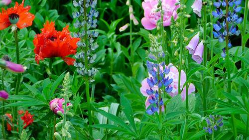 A Colorful Garden in Connecticut