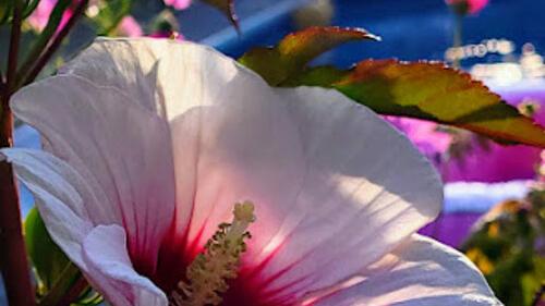 Close-Up Flower Photography