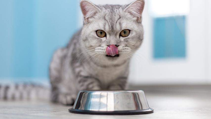 Delight Your Cat with Homemade Catnip Tea