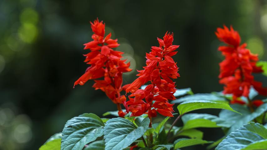 Annual Red Salvia: A Beginner's Guide