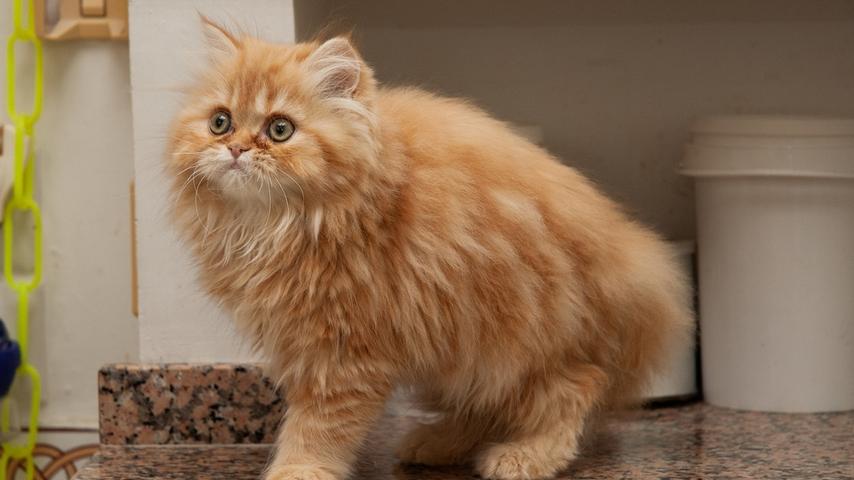 Orange Persian Cats: Fluffy Friends!