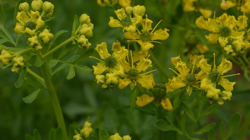 The Smelly Herb with Magical Powers