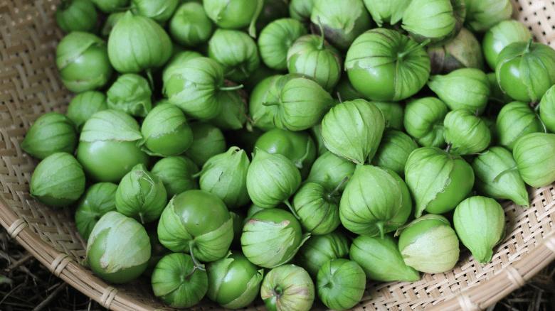 Tomatillo Time: Harvesting Tips