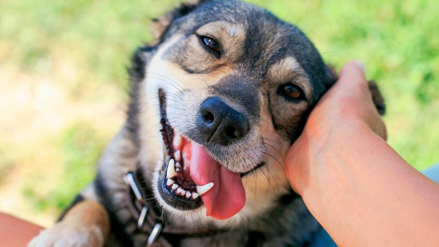 16 Crazy Ways Dogs Show Their Love