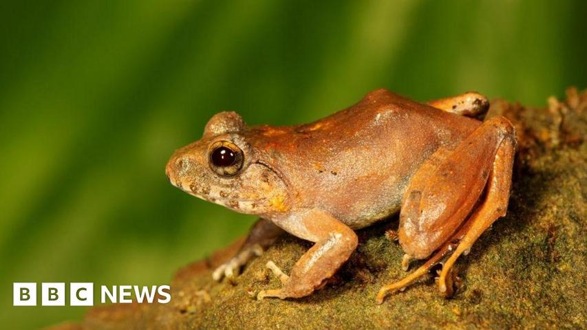 The Frog Who Hangs Upside Down!