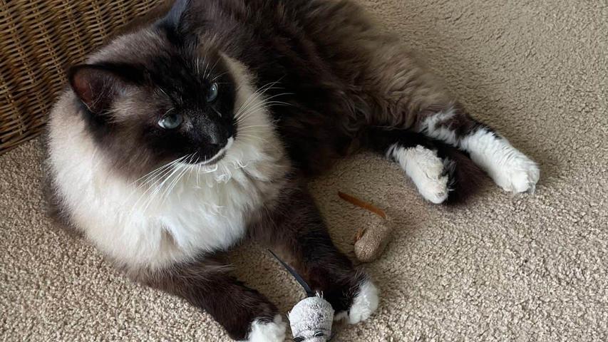 Gaston: A Ragdoll Cat's Amazing Story