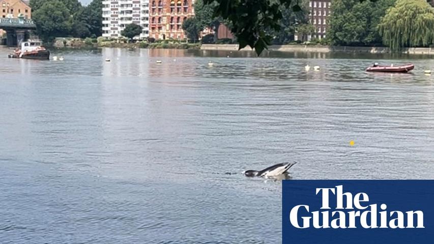 Sad News: Dolphins Found Dead in the Thames River