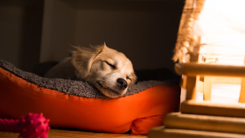 Can Dogs Get Sleep Apnea?