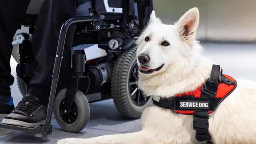 Assistance Dogs in Demand: A Growing Need