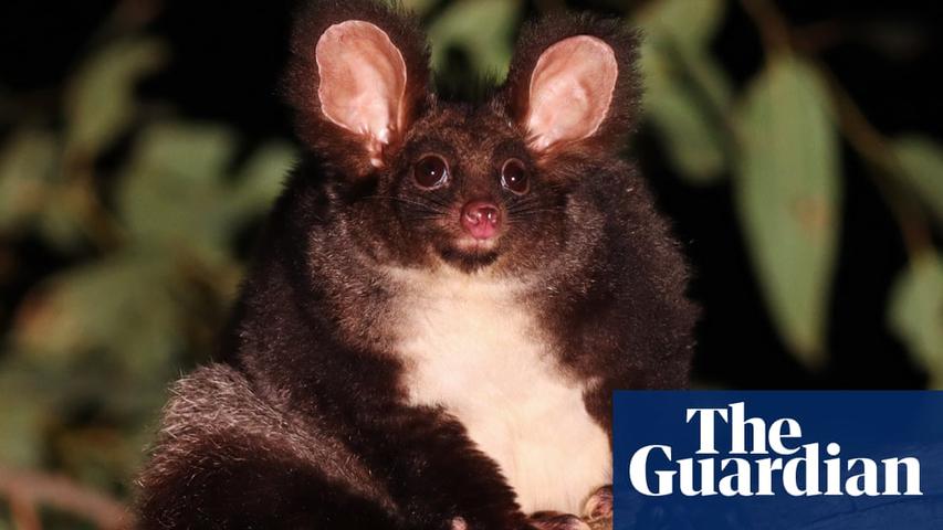 Logging Threatens Endangered Greater Glider