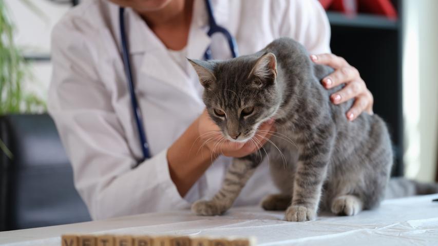 Can Kitty Get Sick From Birds?