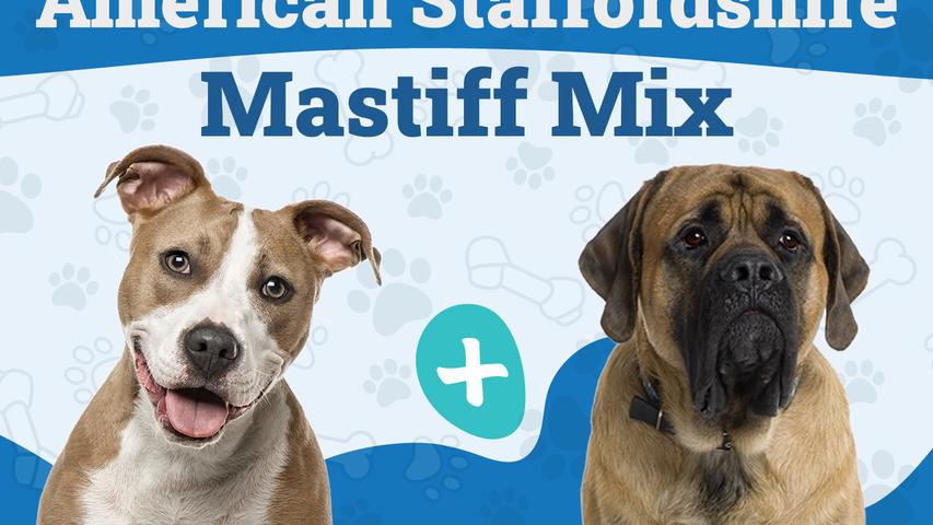 Amstiff: A Unique Dog Breed