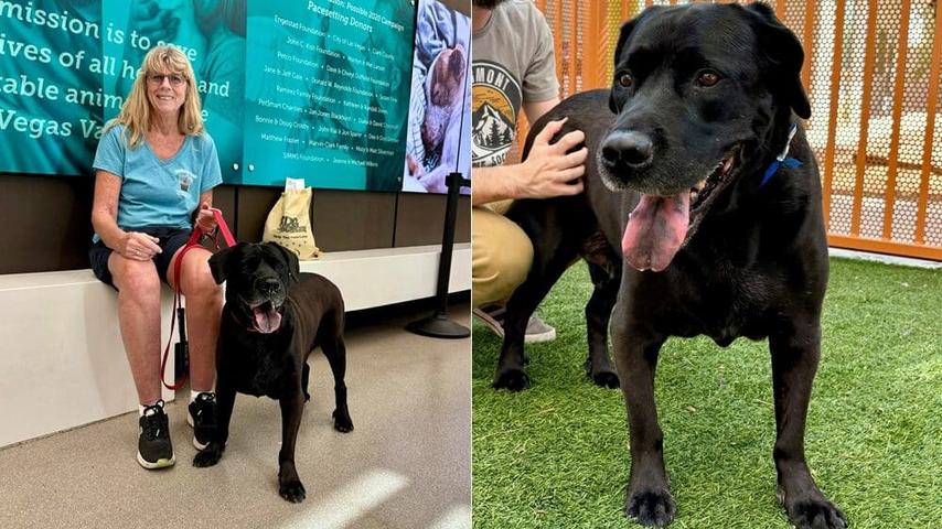 Duke the Napping Dog Finds a New Family