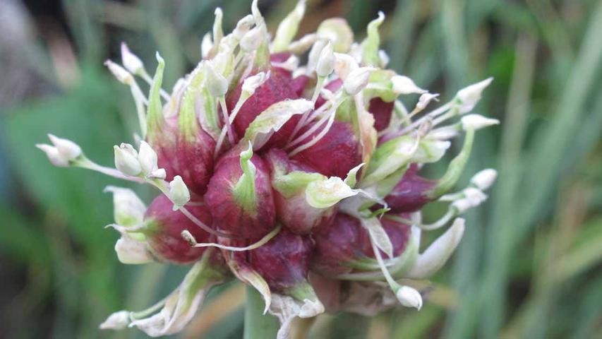 Garlic Flowers: To Cut or Not To Cut?