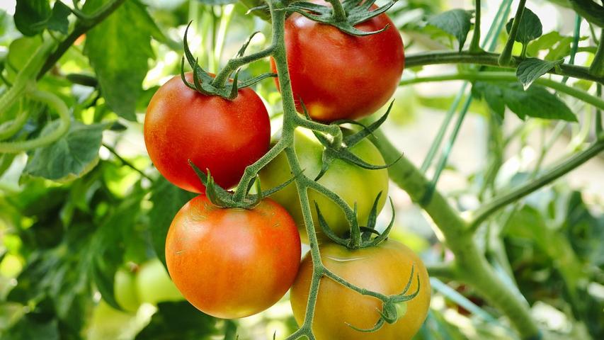 Can Dogs Eat Tomato Plants?