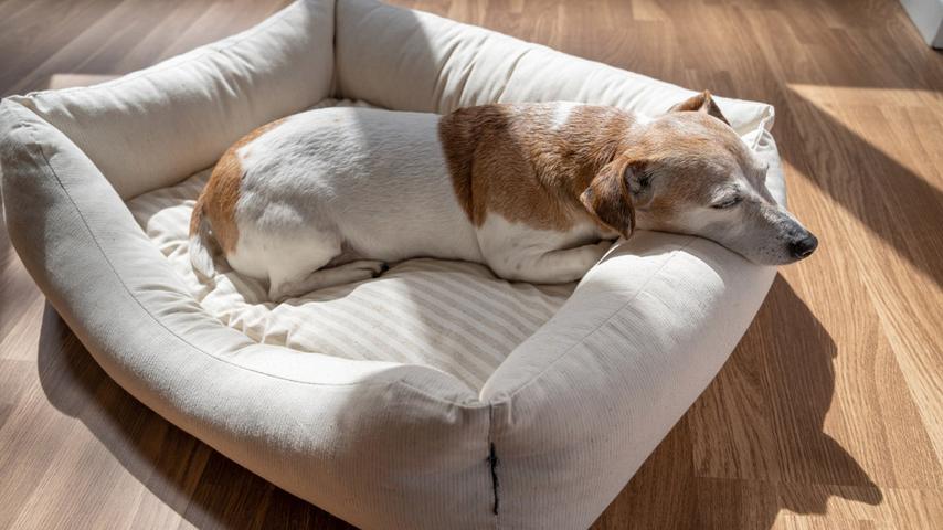 Why Do Dogs Whimper in Their Sleep? Explained