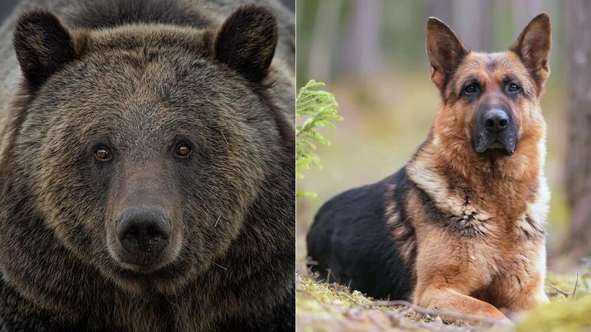 Dog Saves Owner From Bear Attack