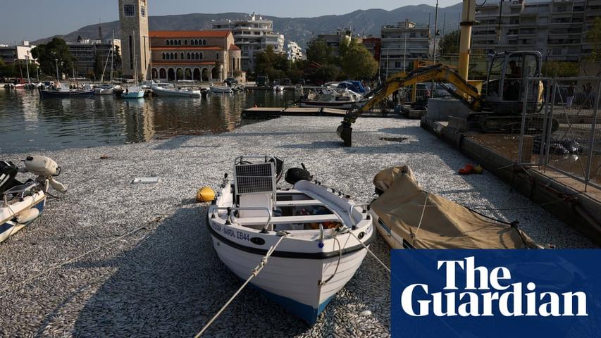 Dead Fish Flood Greek Tourist Port