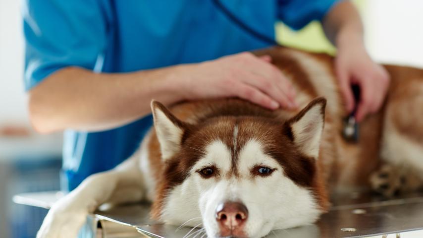 High Cholesterol in Dogs: The Facts