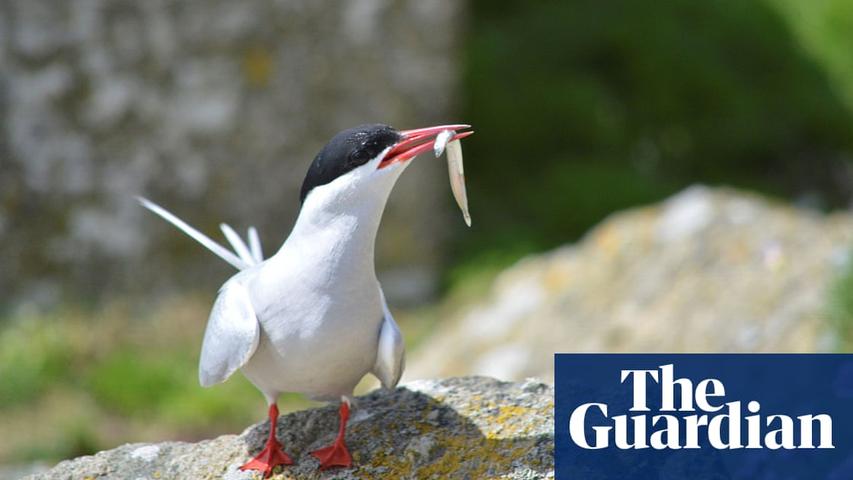 Five Seabirds Added to UK's Endangered List