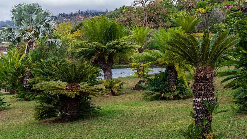 Fertilizing Palms: A Guide to Healthy Growth