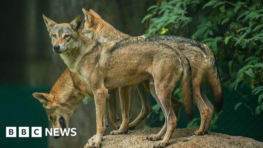 Wolves Terrorize Indian Villages