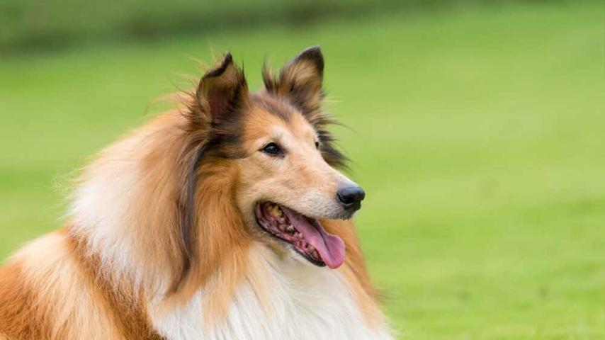 The Charming Collie: A Gentle Giant