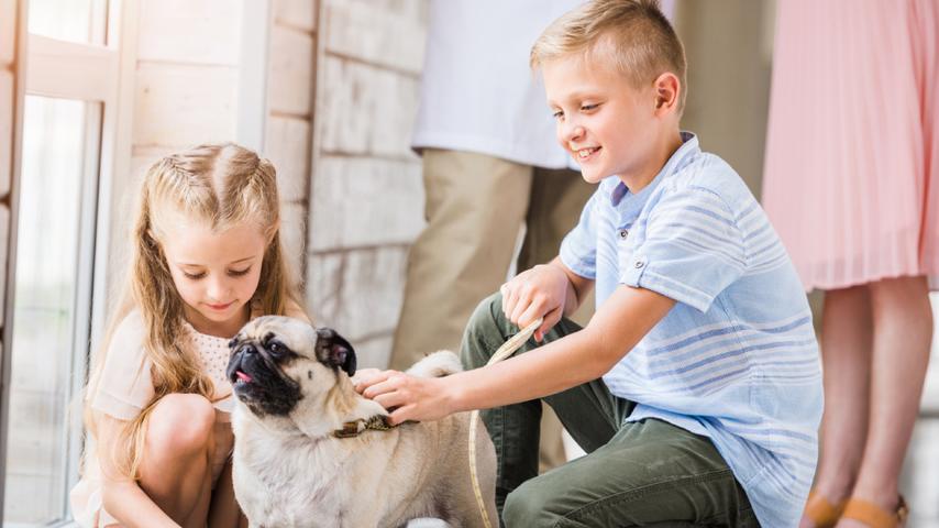 Pugs: Furry Friends for Kids?