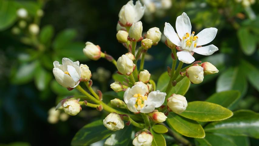 Mexican Orange Blossom: A Versatile Garden Shrub