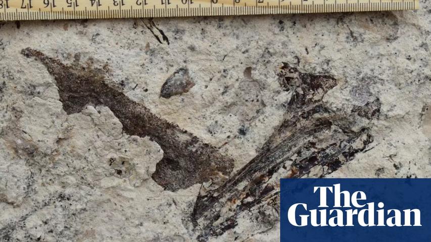 Ancient Sea Life Discovered Under Los Angeles School