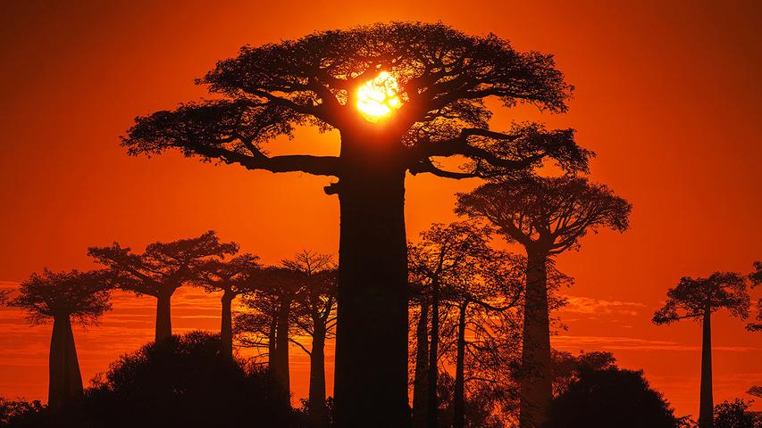 The Mystery of the Baobab Tree