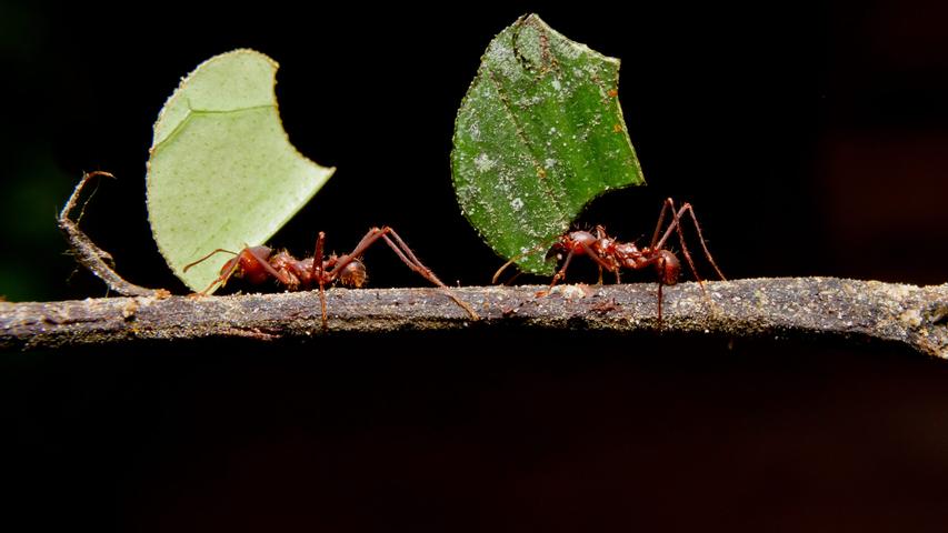 Ants Were Farmers Before Humans