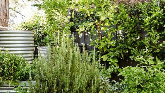 Easy-Care Plants for Your Outdoor Space