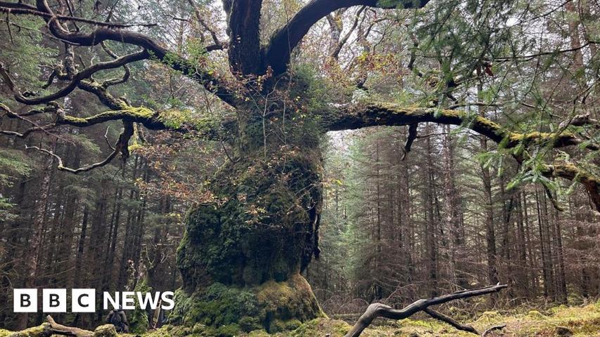 A Very Old Tree Wins an Award!