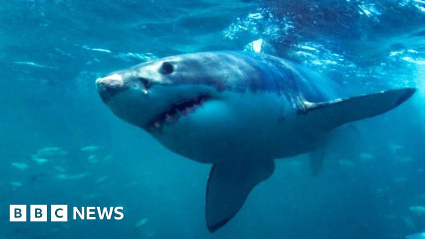 Using Lights to Deter Shark Attacks